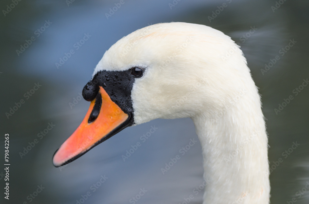 Head profile single portrait of white graceful swan Head profile single portrait of white graceful swan