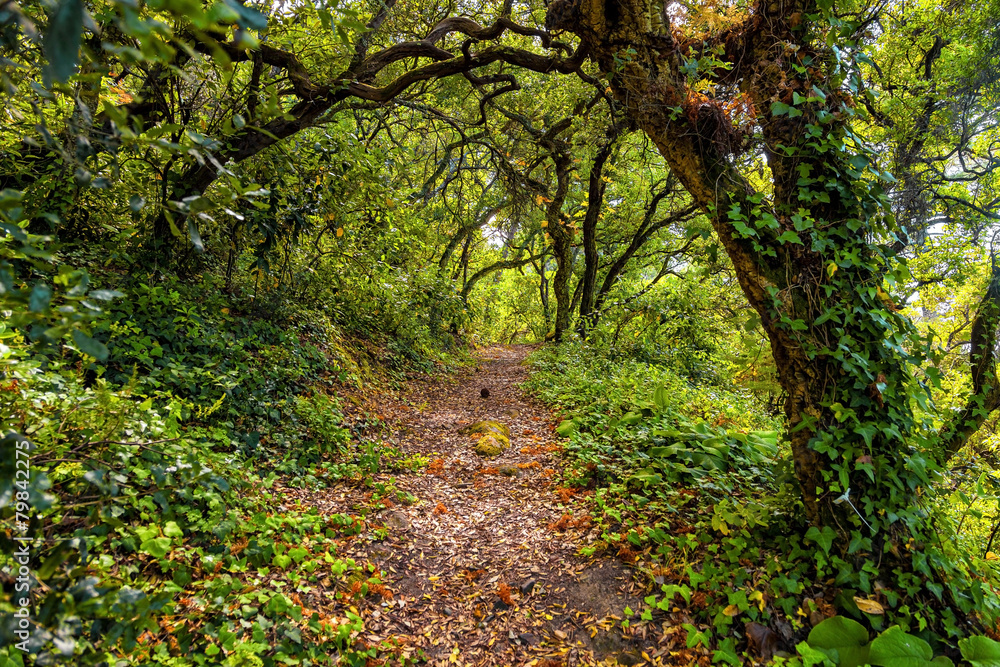 Fototapeta premium pathway trough a wild forest