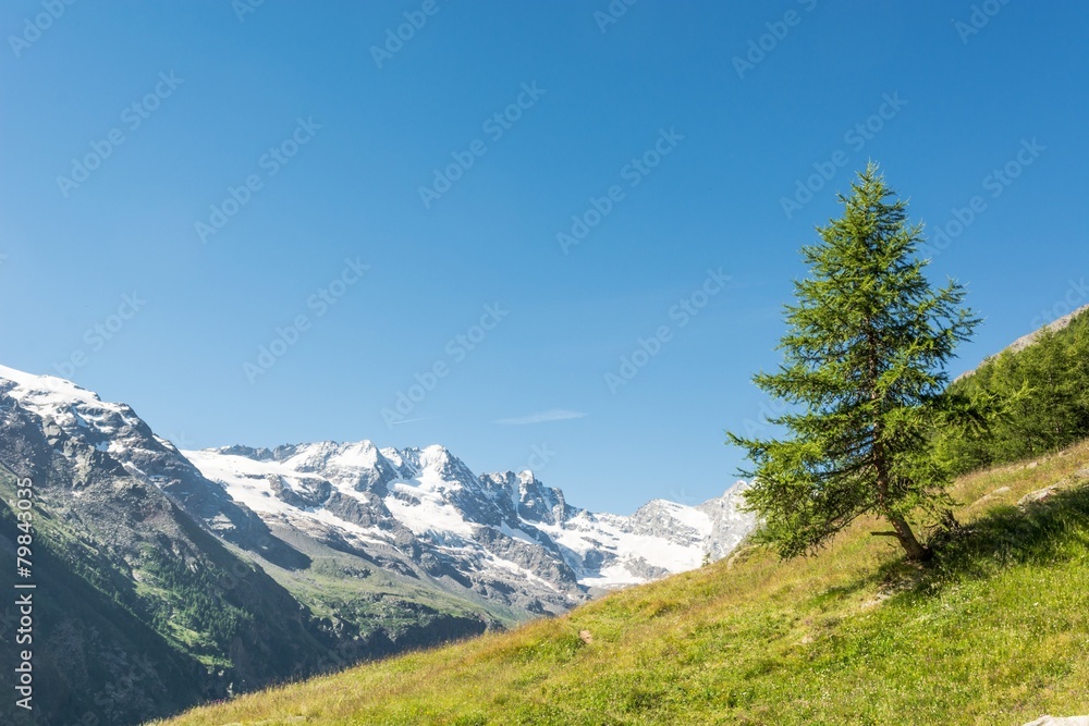 Lonely tree on a mountain meadow.