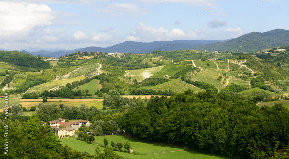 Summer landscape in Monferrato (Italy)
