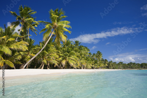DOMINICAN REPUBLIC  SAONA ISLAND  PALM TREES ON BEACH