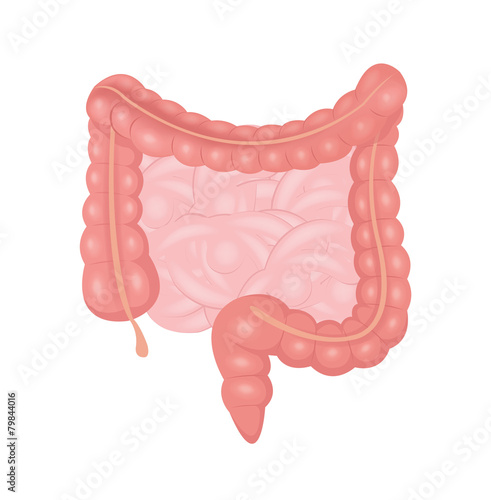 Vector intestines illustration