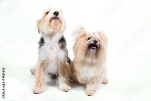 Cute couple small dogs