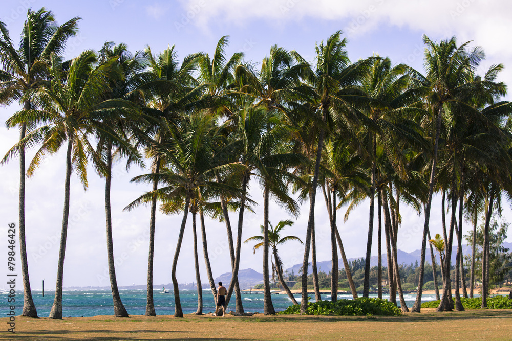 Coconut Palm tree on the sandy beach in Kapaa Hawaii, Kauai Coconut Palm tree on the sandy beach in Kapaa Hawaii, Kauai