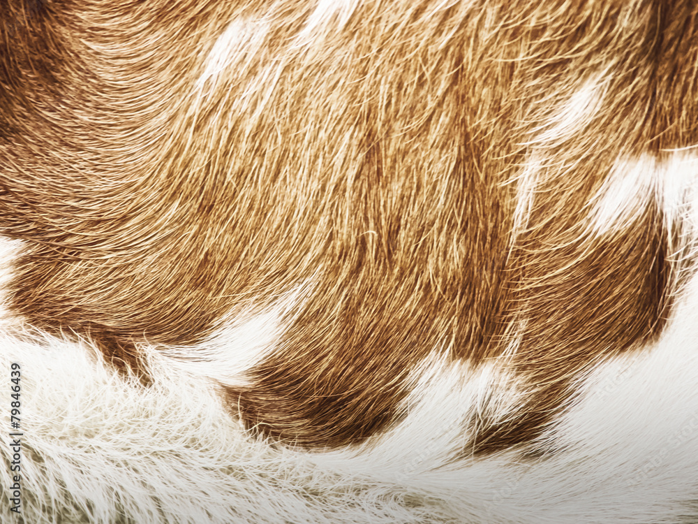 cow fur background (33) cow fur background (33)