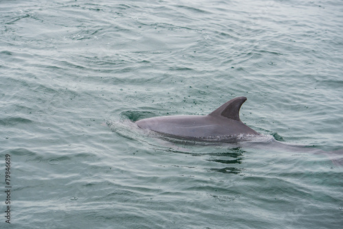 Bottlenose Dolphin Group © superjoseph