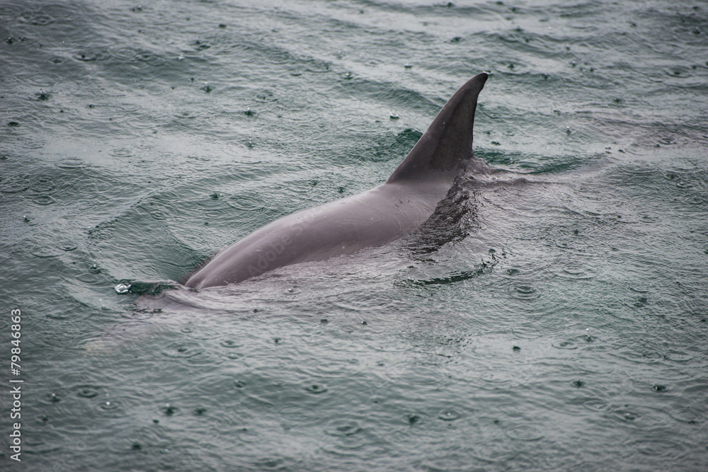Fototapeta premium Bottlenose Dolphin Group
