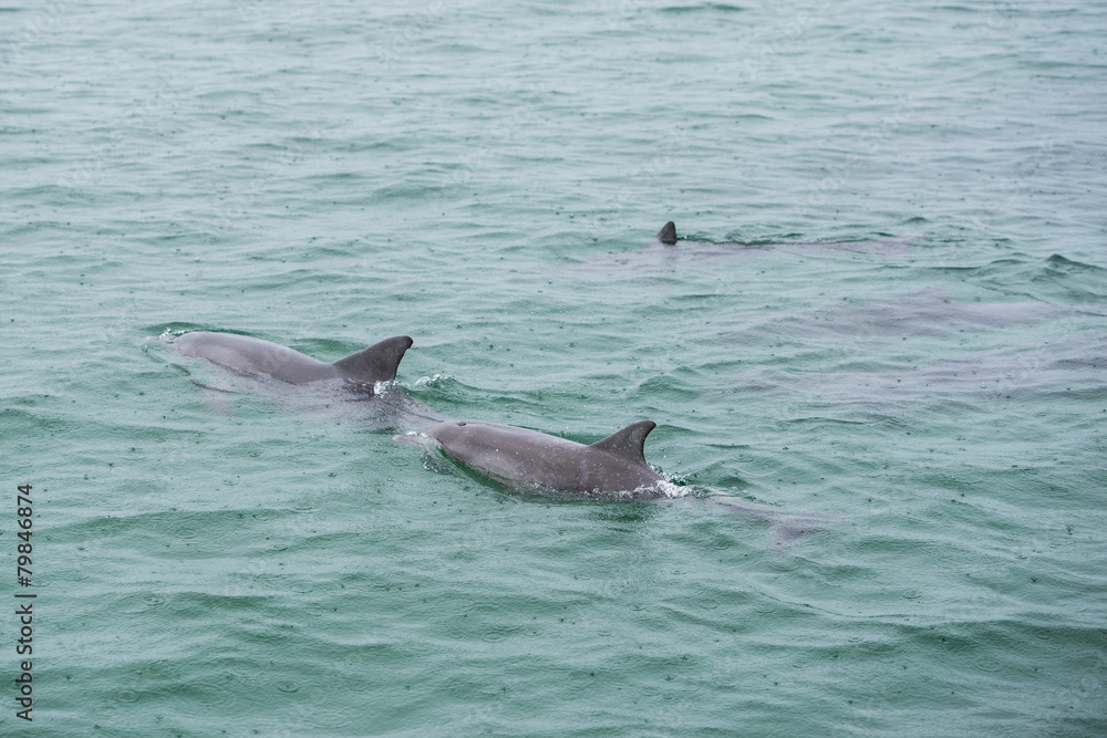 Obraz premium Bottlenose Dolphin Group