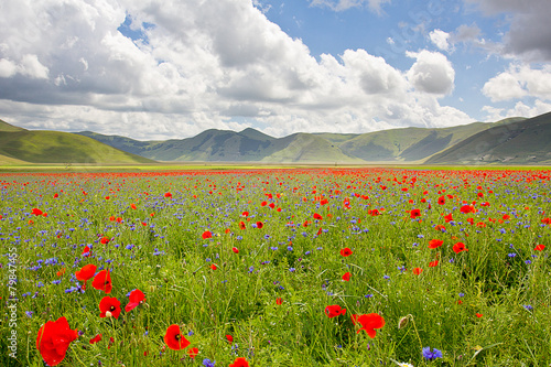 Photos Fioritura a Castelluccio di Norcia