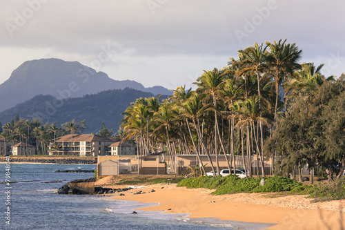 Fototapeta Naklejka Na Ścianę i Meble -  Coconut Palm tree on the sandy beach in Kapaa Hawaii, Kauai