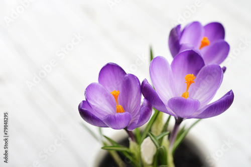 Crocus