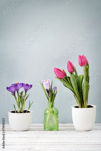 Fototapeta Naklejka Na Ścianę i Meble -  Tulips and crocus
