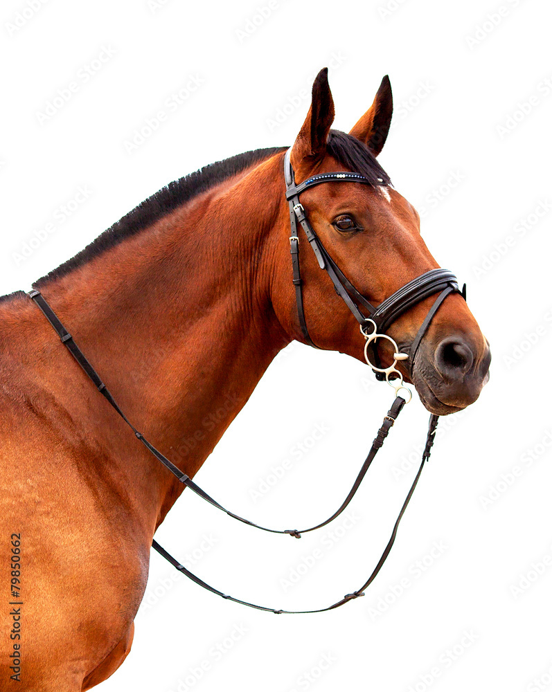 Obraz premium Portrait of bay horse on a white background