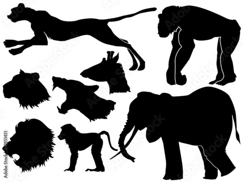 African animals