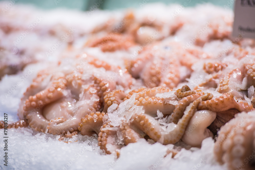 Squid Squid