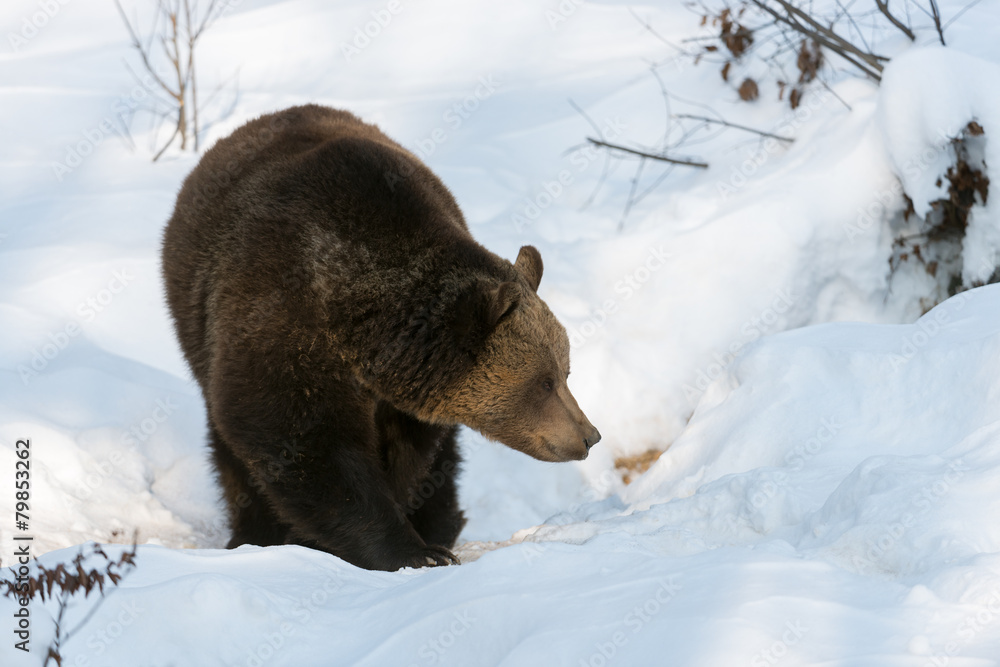 Europäische Braunbär, Eurasian brown bear, Ursus arctos Europäische Braunbär, Eurasian brown bear, Ursus arctos