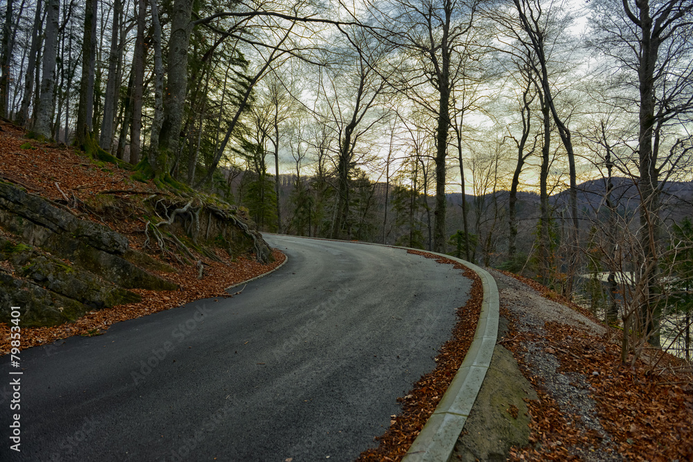 Fototapeta premium Road in autumn forest landscape
