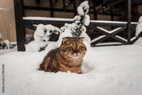 Lovable Scottish Fold Cat lying on her back