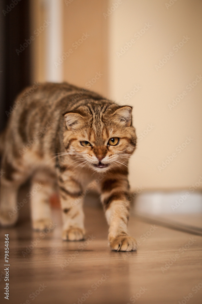 Cute scottish fold cat enjoying his life Cute scottish fold cat enjoying his life
