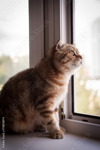 Cute scottish fold cat enjoying his life © lafar256