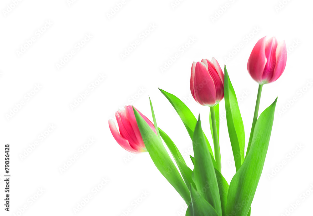 Fototapeta premium Piękne czerwone tulipany na białym tle