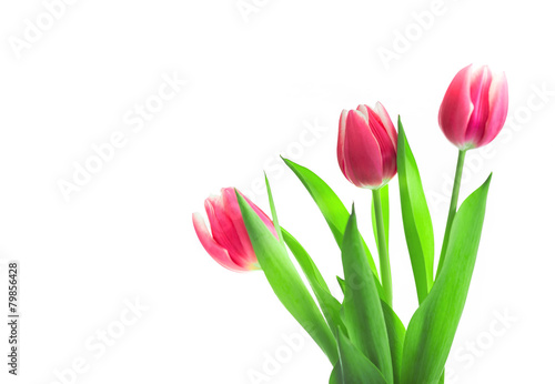 Beautiful red tulips on white background