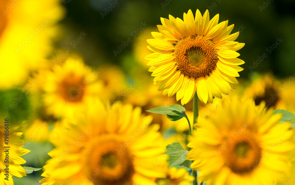 sunflower against a field