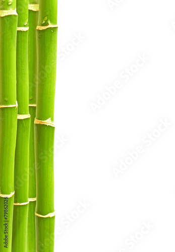 Bambus Wald Textur Hintergrund