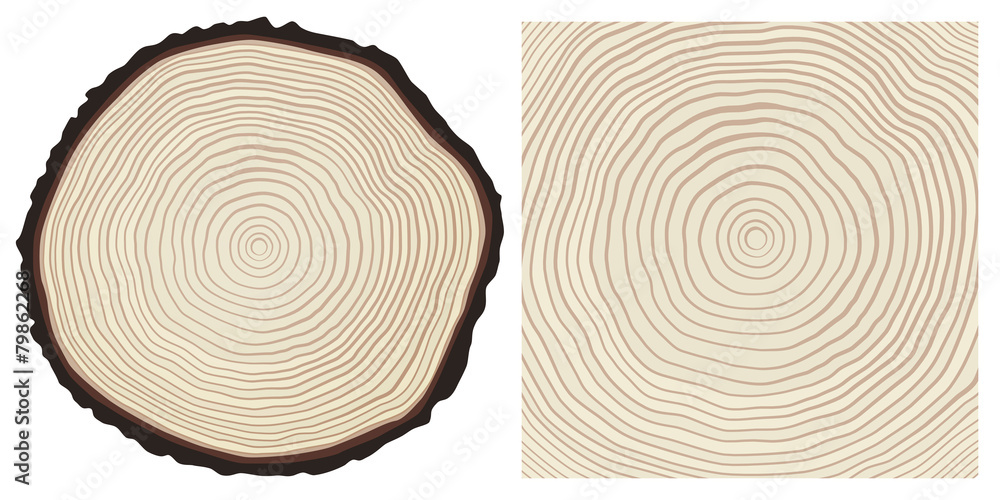 Fototapeta premium Colour saw cut pine tree trunk and tree rings background