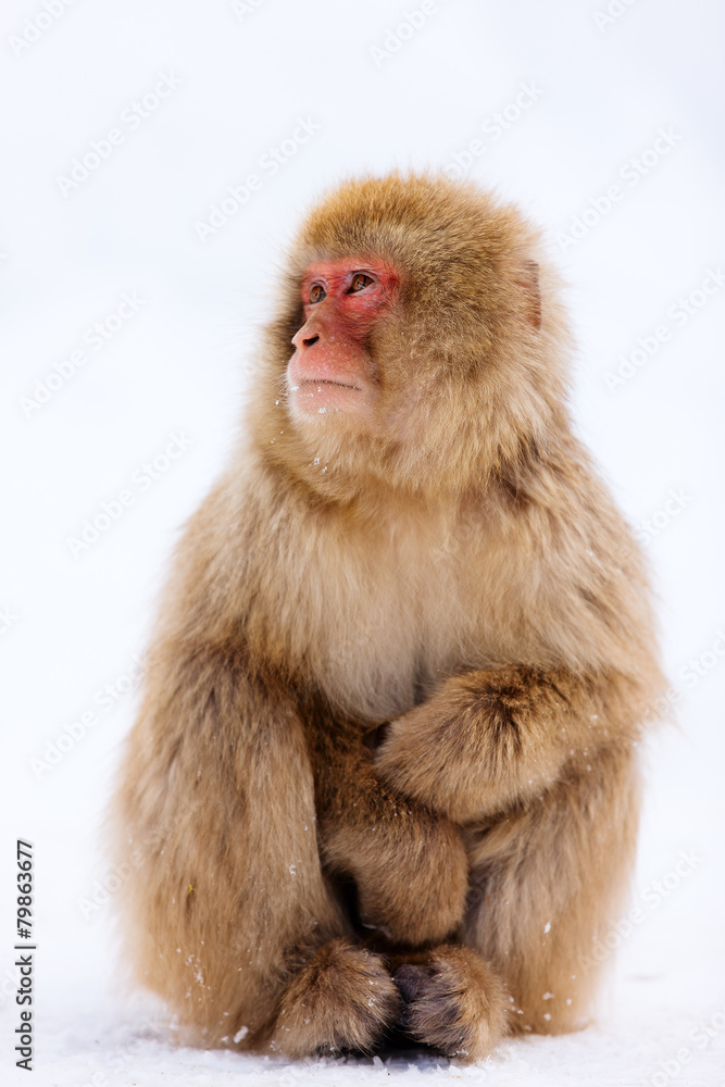 Fototapeta premium Snow Monkey