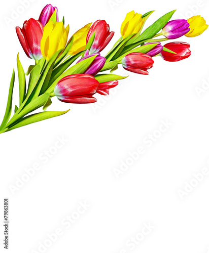 Flowers  tulips