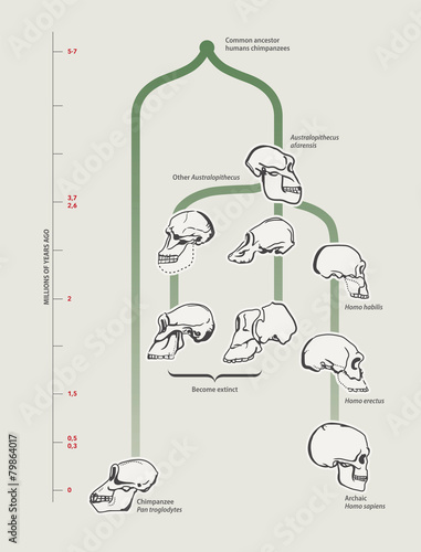 Human evolution (skulls)