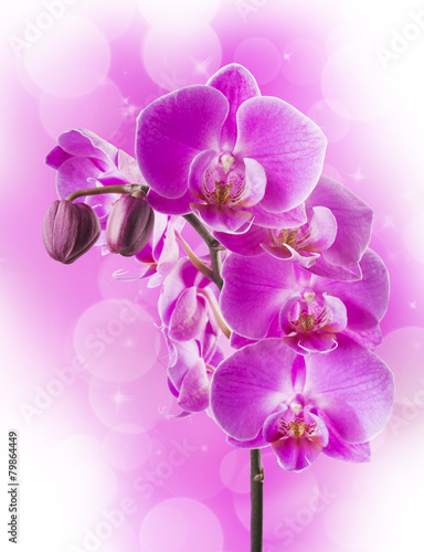 Orchid flowers border