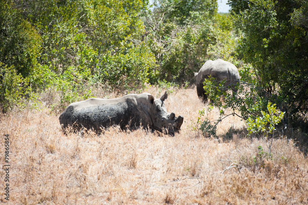 Fototapeta premium Rhino