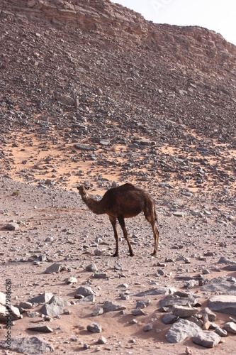 Maroc  chameaux 13