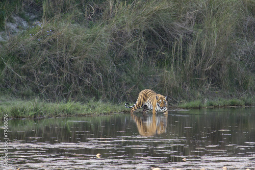 Bengal tiger in Bardia, Nepal