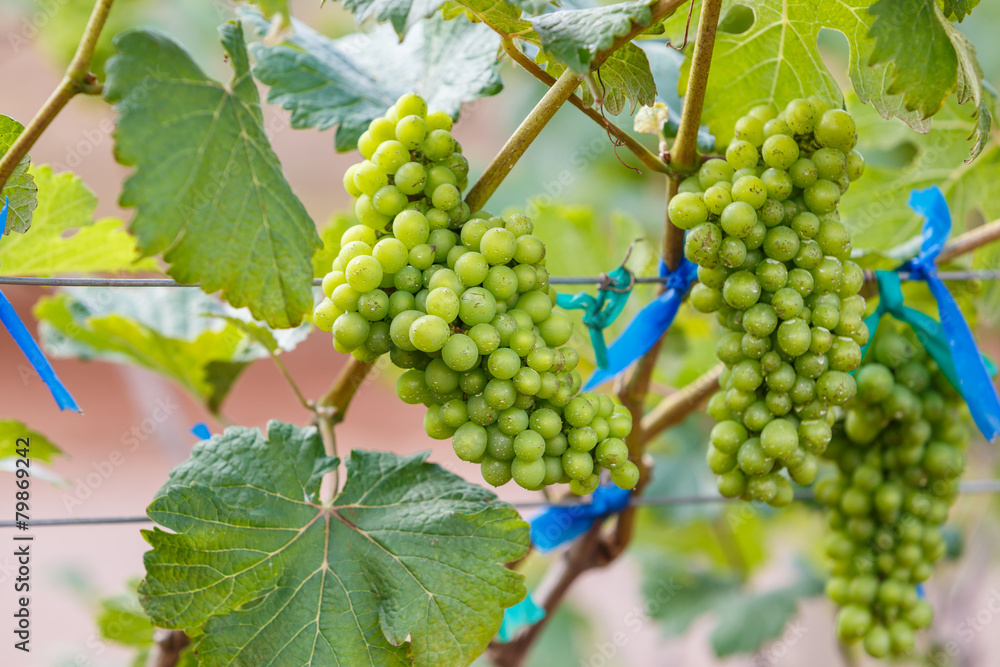 branch young grapes on vine in vineyard branch young grapes on vine in vineyard