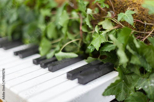 Photography Allan gardens conservatory Christmas piano by garden muses