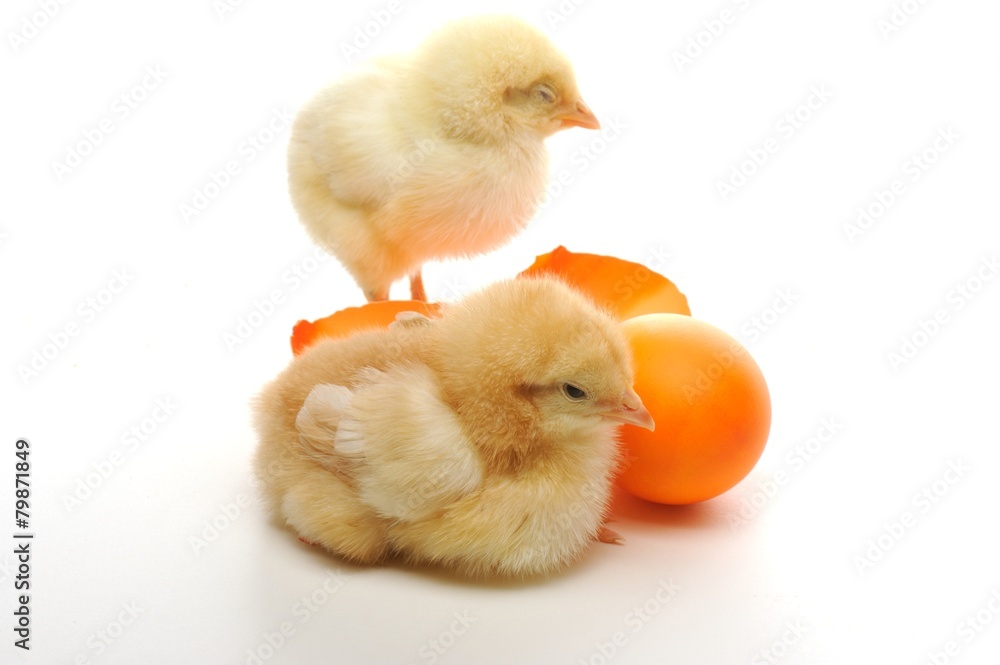 Obraz premium Cute little chickswith colorfull broken eggs