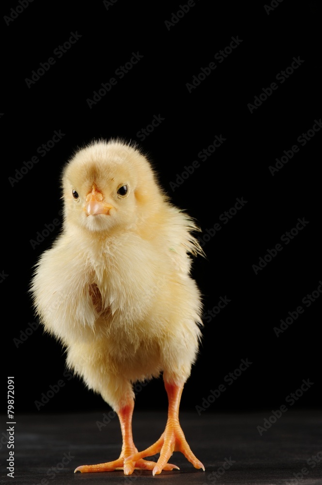 Cute little chicks isolated on black background Cute little chicks isolated on black background