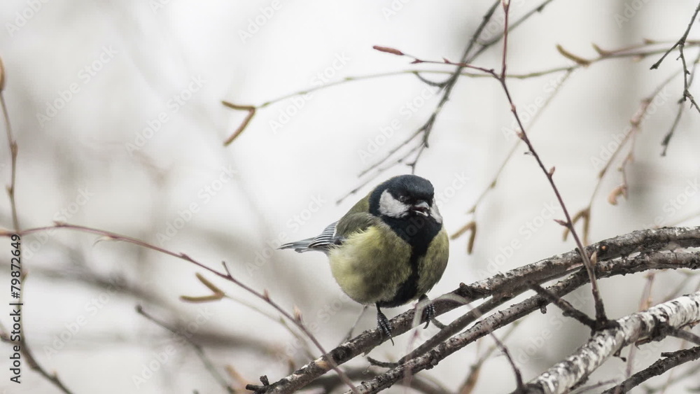 Great Tit (Parus major) on tree seed pecks Great Tit (Parus major) on tree seed pecks