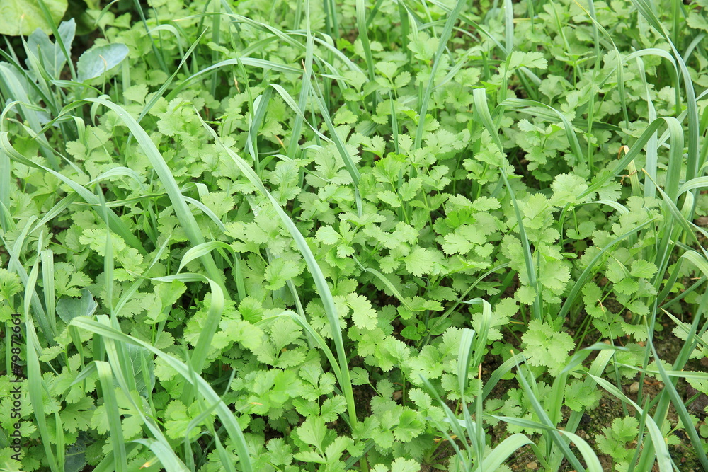 coriander and garlic grow in vegetable garden coriander and garlic grow in vegetable garden