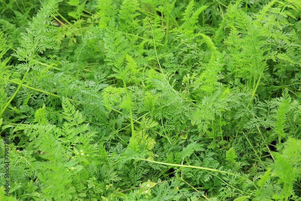 green carrot plants in growth at vegetable garden green carrot plants in growth at vegetable garden