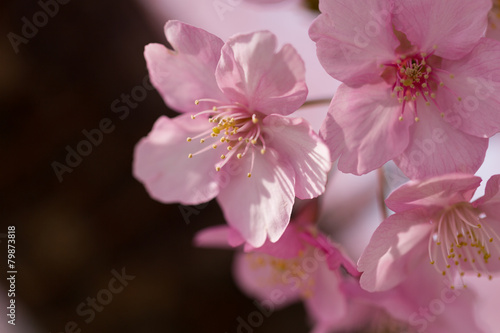 河津桜