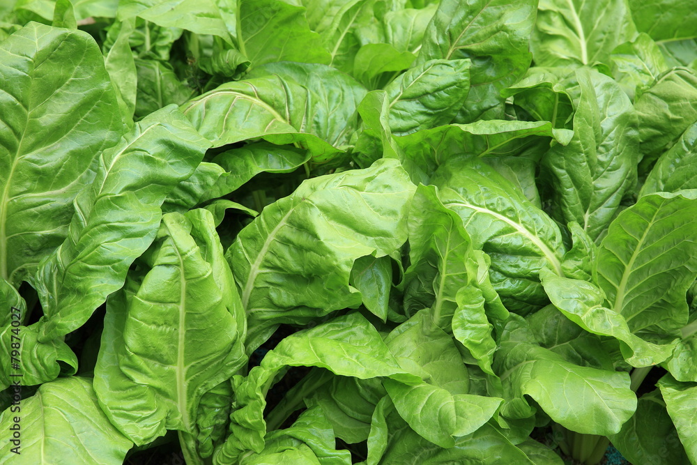 sliverbeet grow in vegetable garden sliverbeet grow in vegetable garden