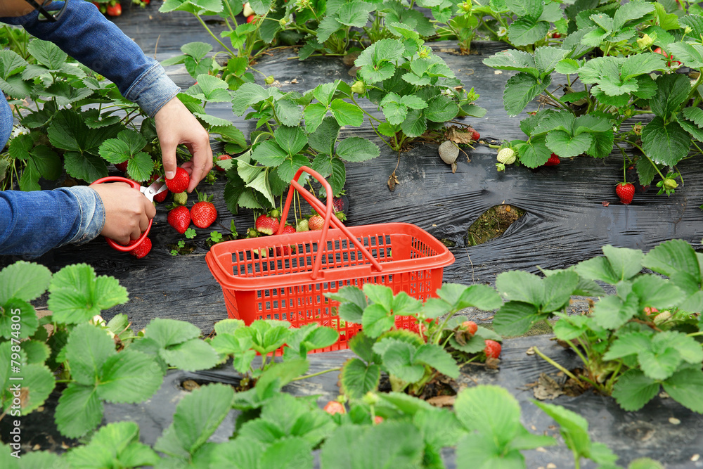 Fototapeta premium young asian woman hands picking strawberry in field