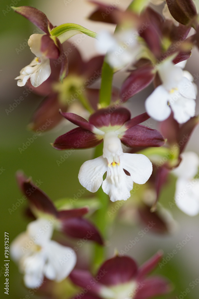 Obraz premium エビネの花