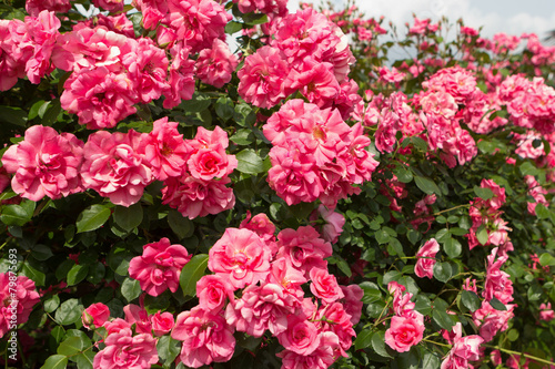 ローズガーデン