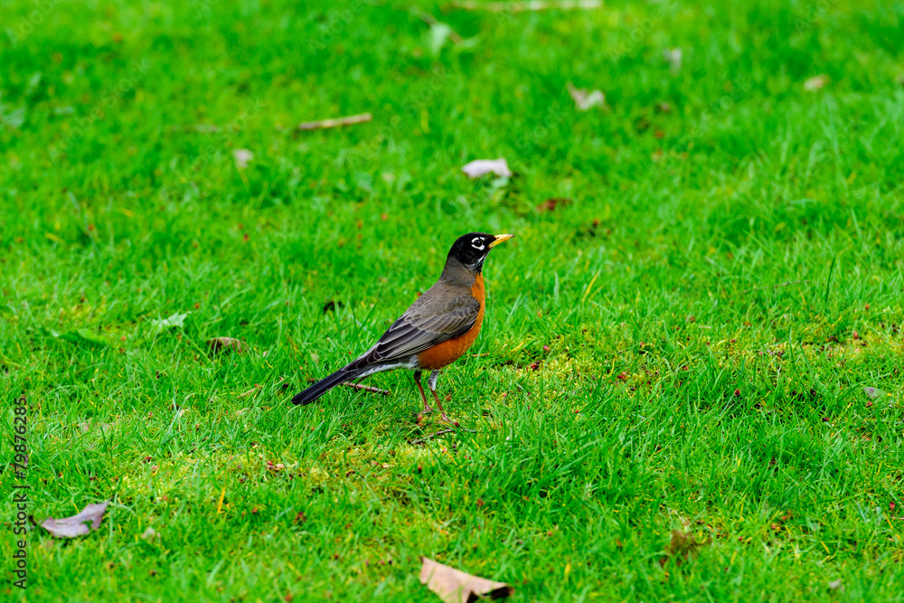 Robin on green grass Robin on green grass