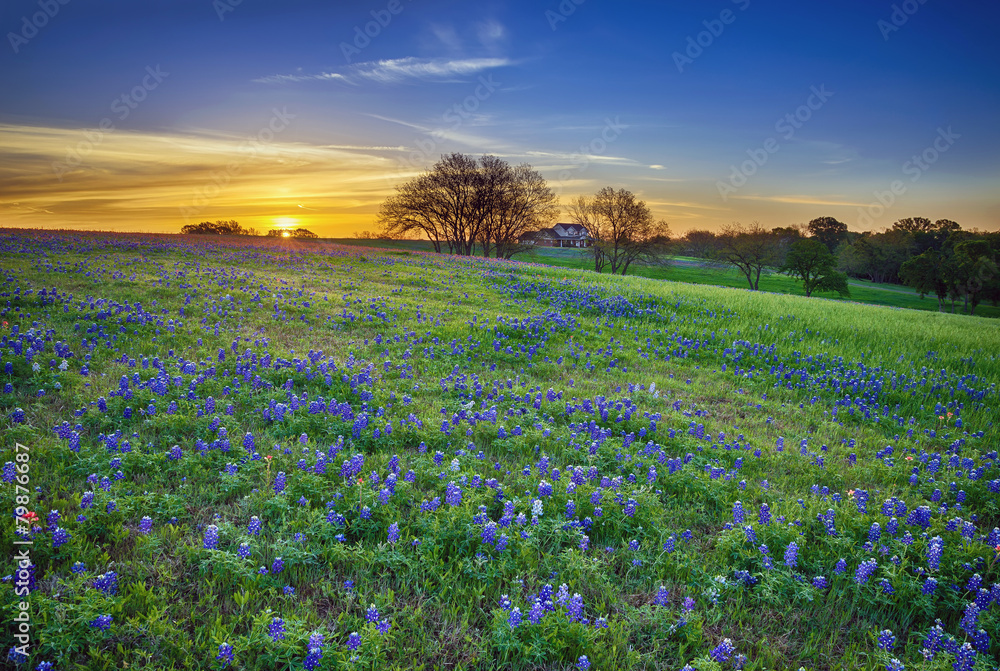 Naklejka premium Texas bluebonnet field at sunrise